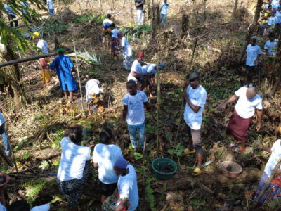 Forest Restoration